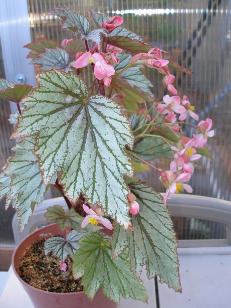 B. ‘Andrea Prado’